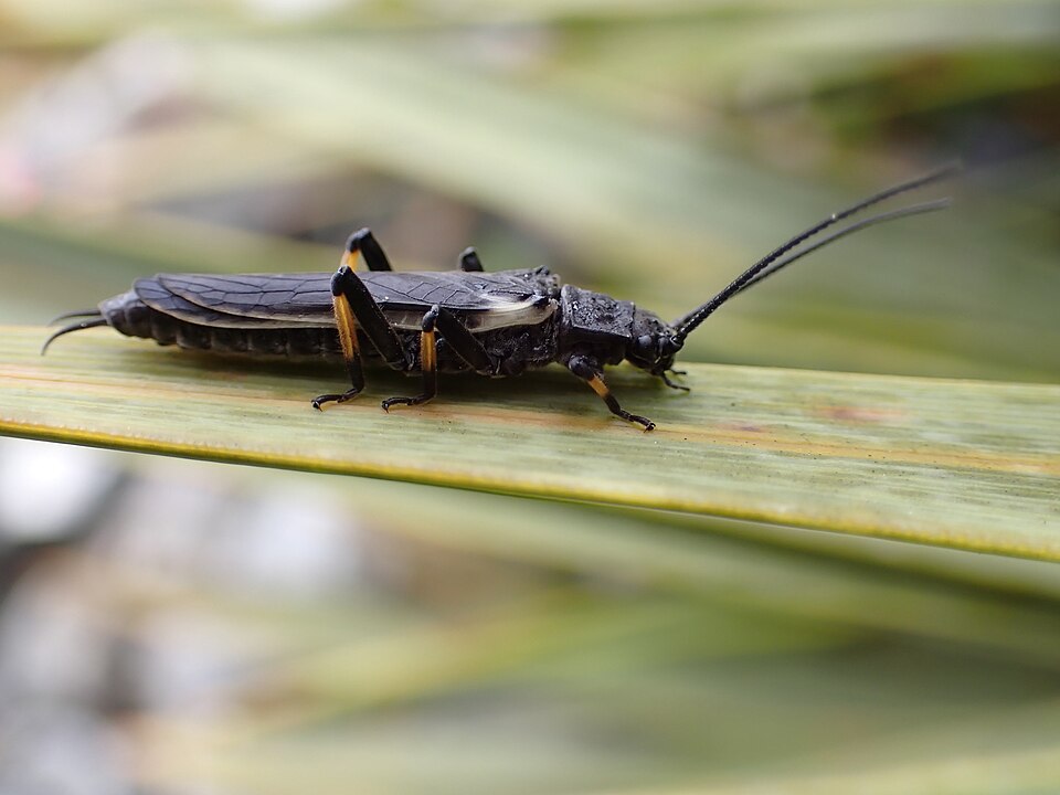 Photo of Black stonefly