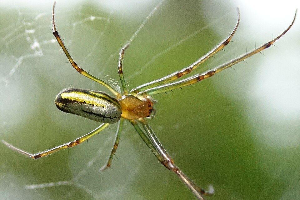 Photo of Black-striped orchard spider