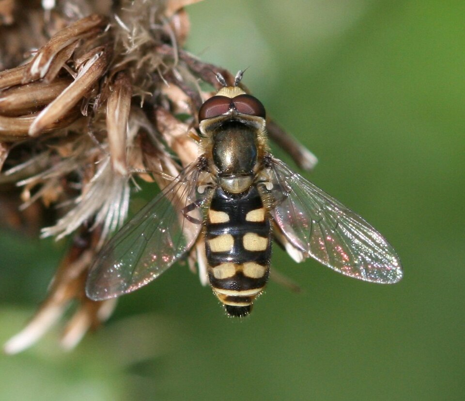 Photo of Black-tailed aphideater