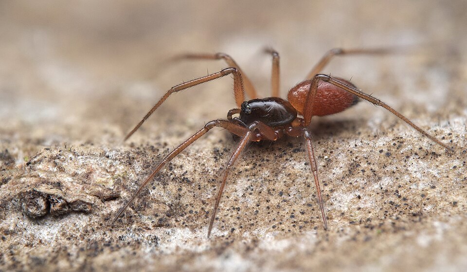 Photo of Black-tailed ostearius