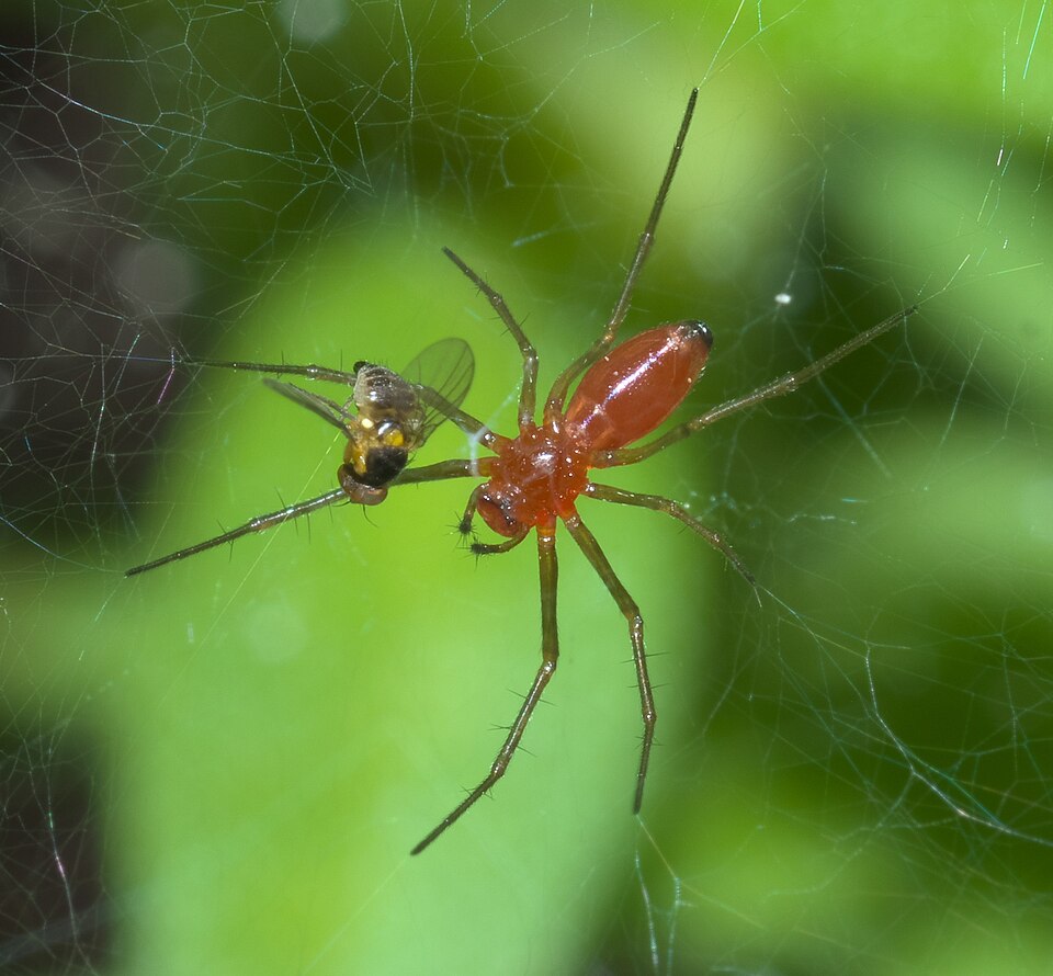 Photo of Black-tailed red sheetweaver
