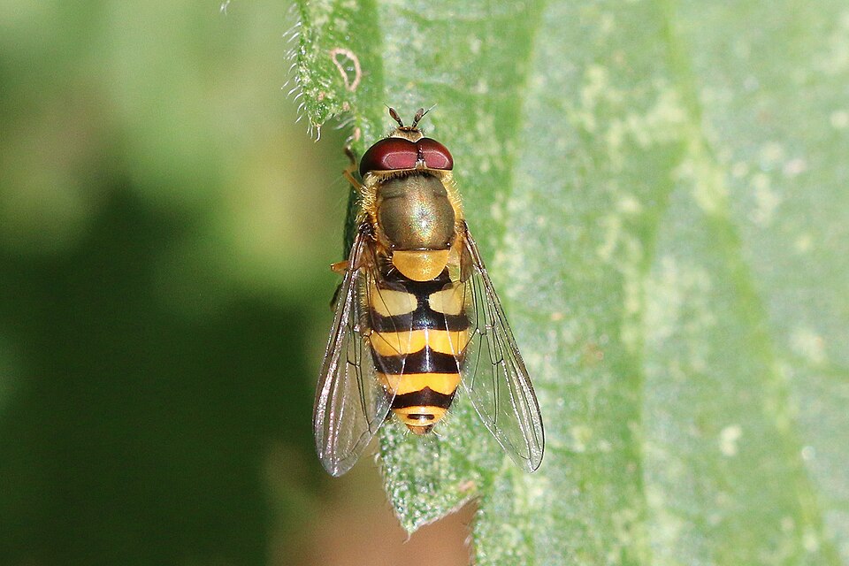 Photo of Black-thighed flower fly