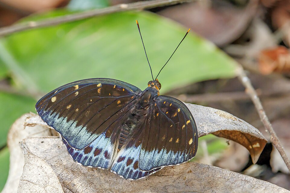 Photo of Black-tipped archduke