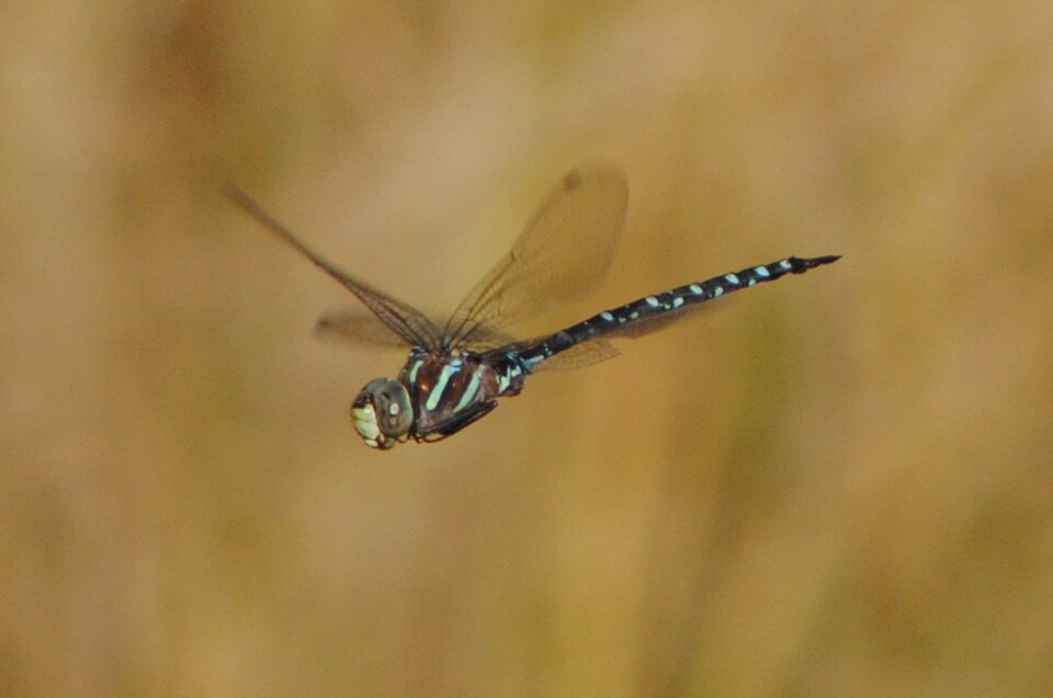 Photo of Black-tipped darner