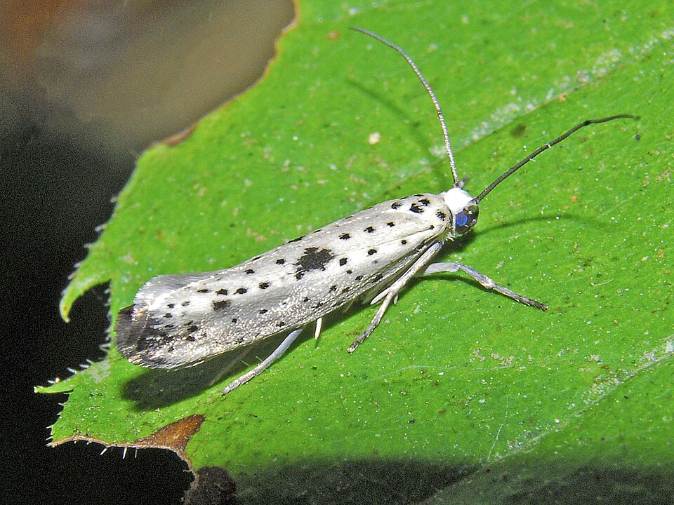 Photo of Black-tipped ermine