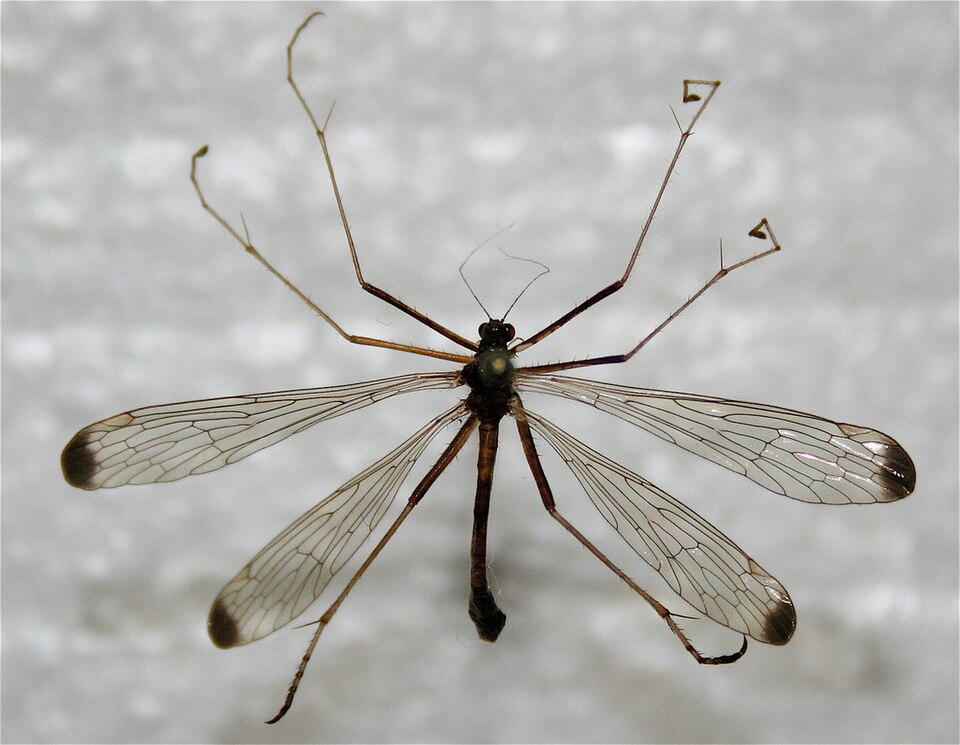 Photo of Black-tipped hangingfly