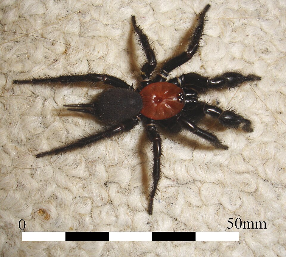 Photo of Black tunnelweb spider