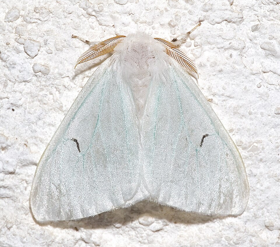 Photo of Black V moth