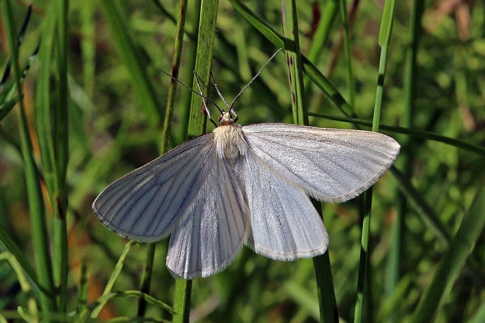 Photo of Black-veined moth