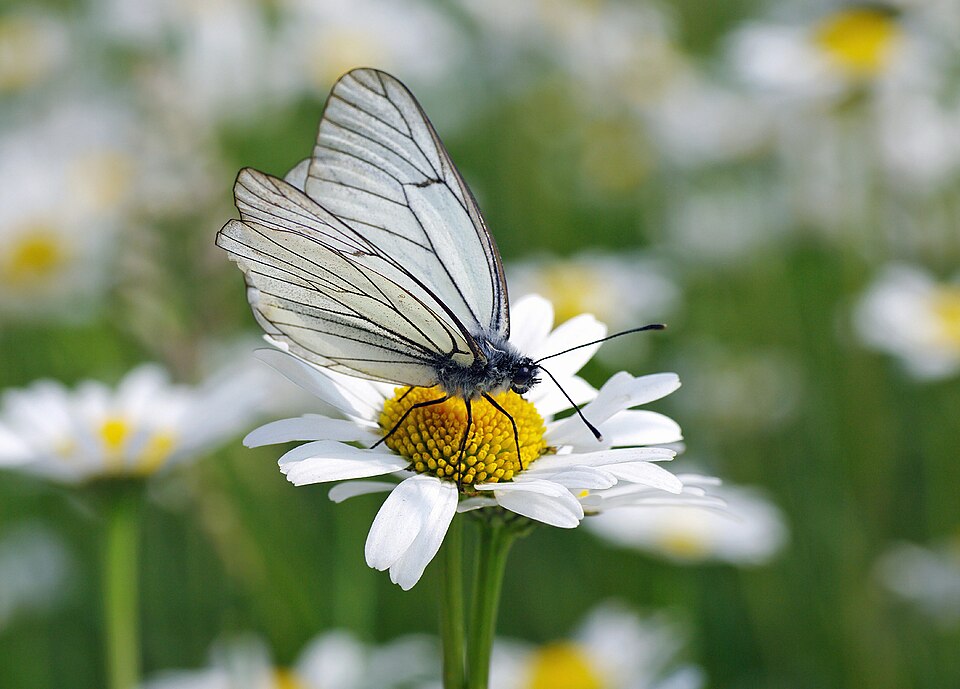 Photo of Black-veined white