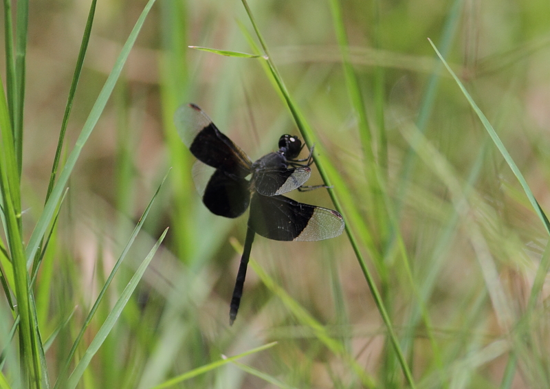 Photo of Black-winged dragonlet
