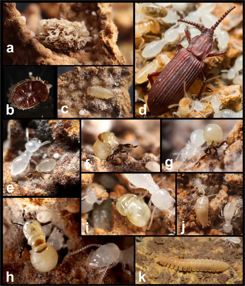 Photo of Black-winged subterranean termite