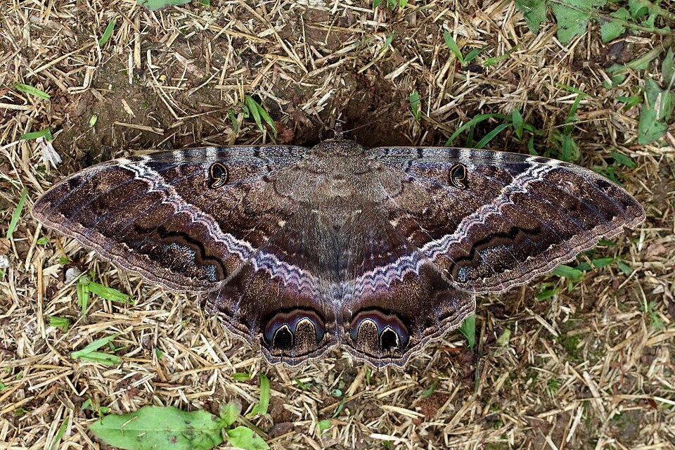 Photo of Black witch