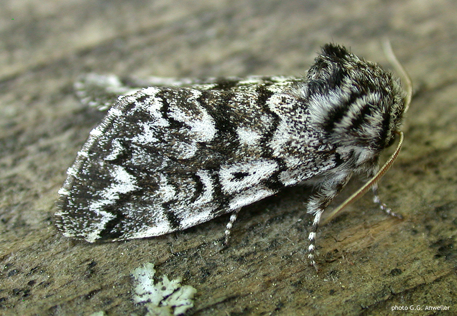 Photo of Black zigzag moth