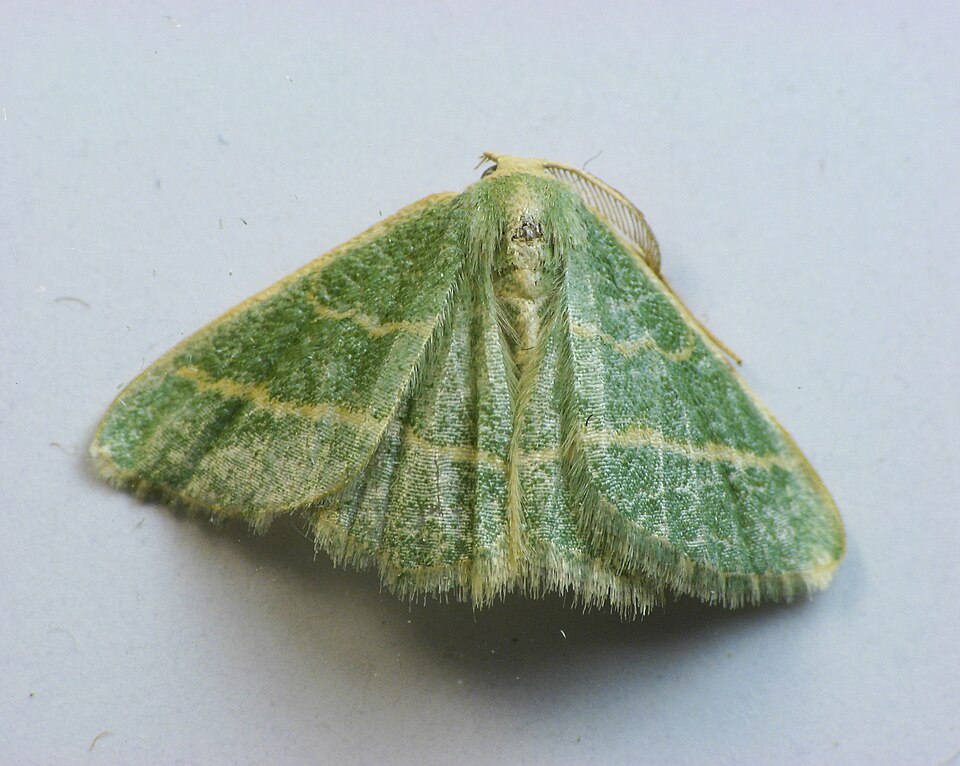 Photo of Blackberry looper moth