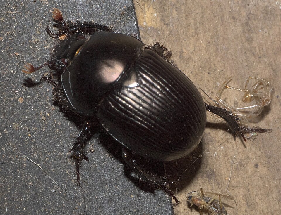 Photo of Blackburn's earth-boring beetle