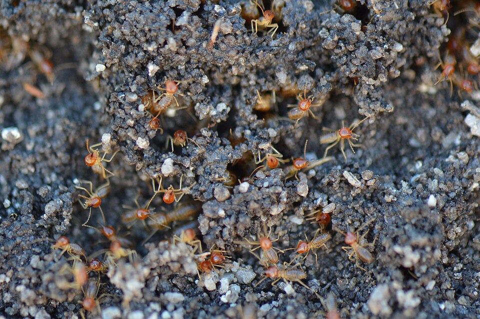 Photo of Blackmound termite