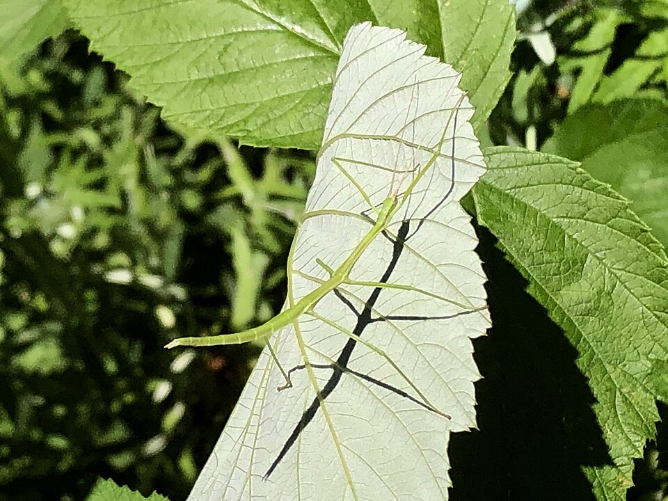 Photo of Blatchley walkingstick