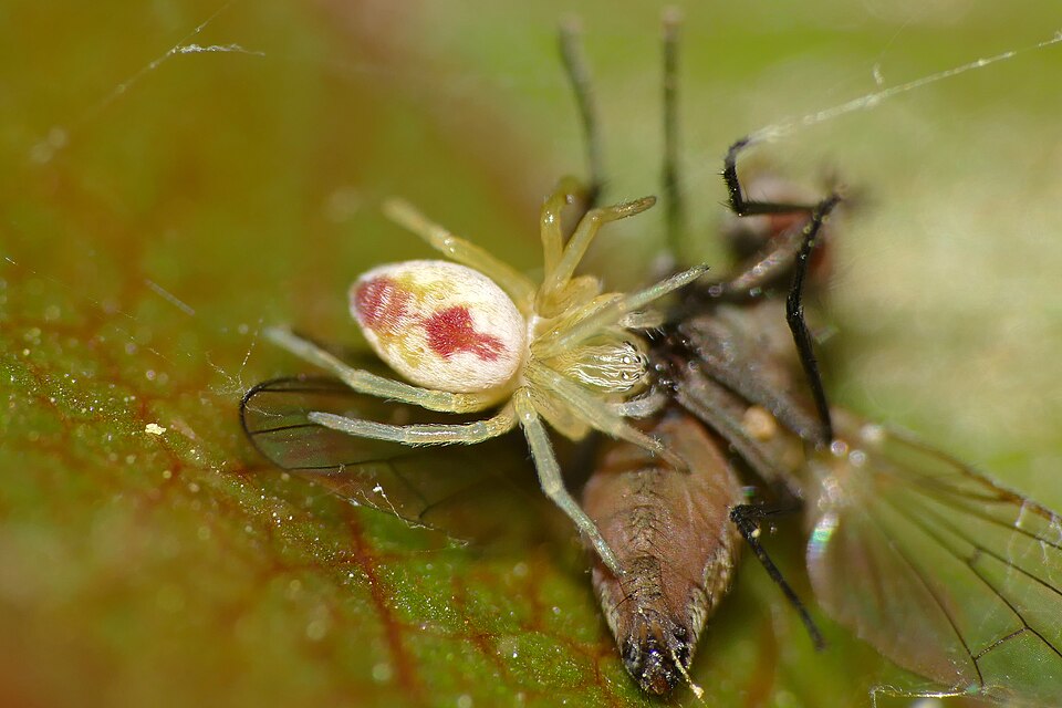Photo of Bleeding heart spider