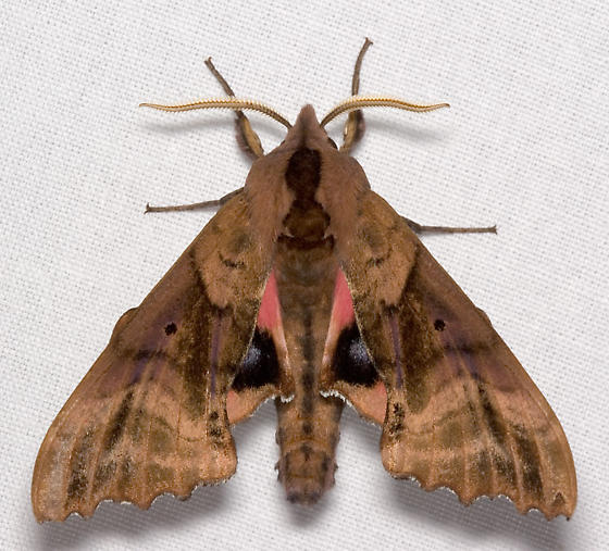 Photo of Blinded sphinx