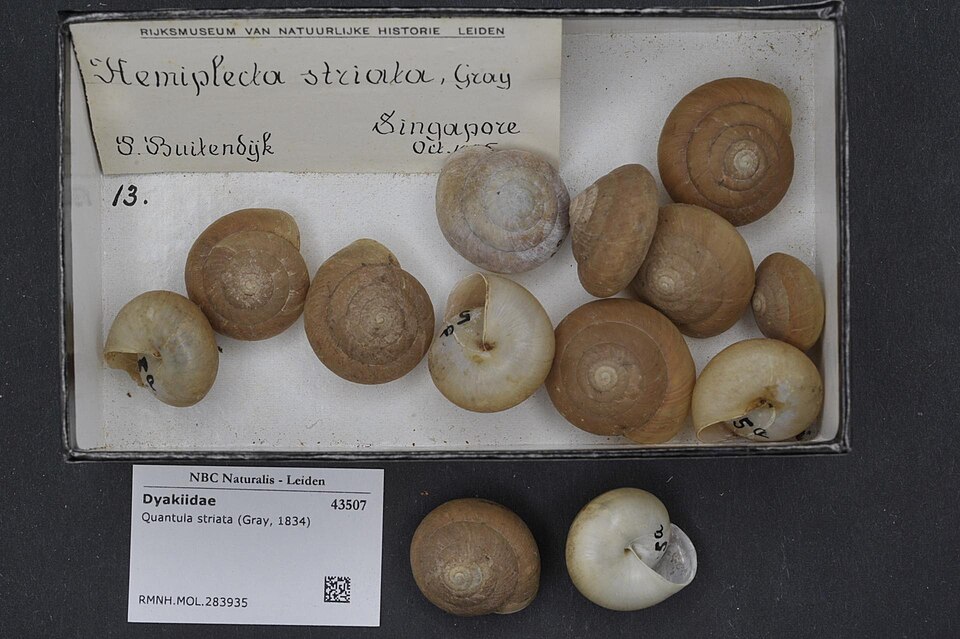 Photo of Blinking snail