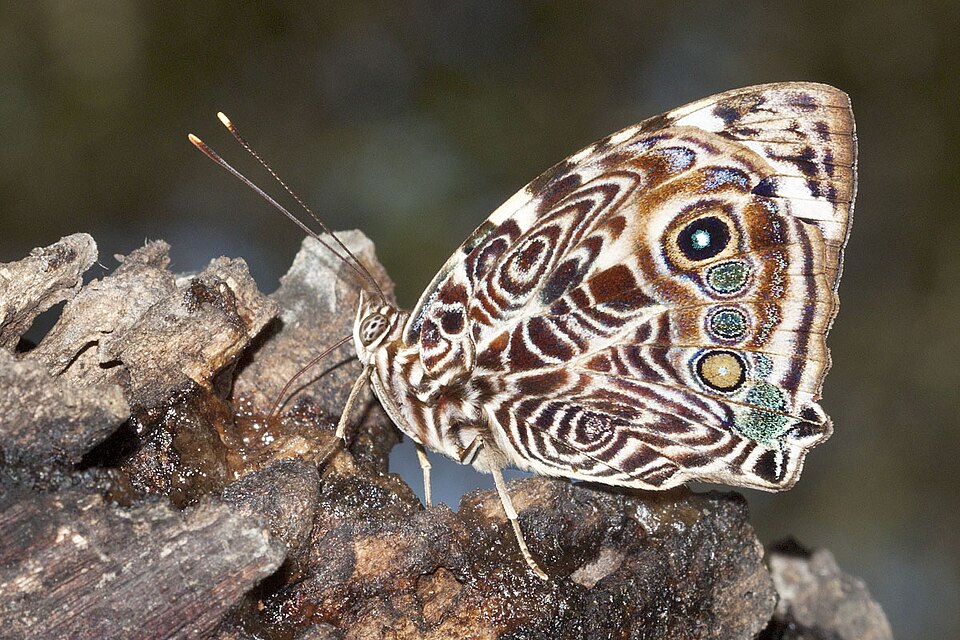 Photo of Blomfild's beauty