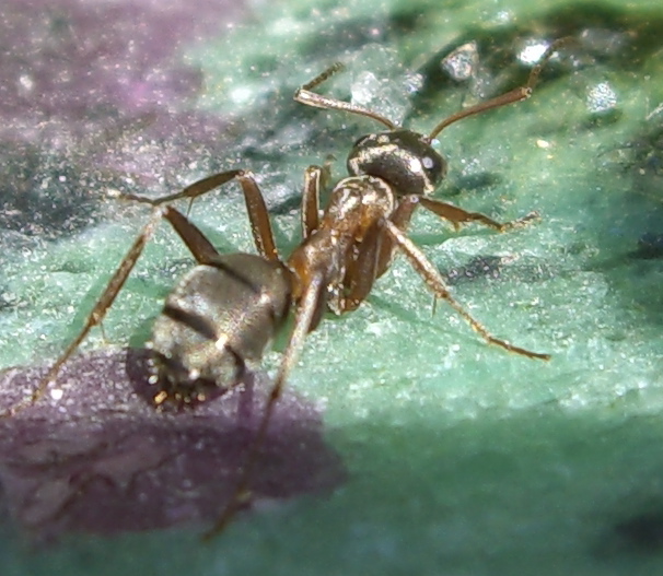 Photo of Blood-red ant
