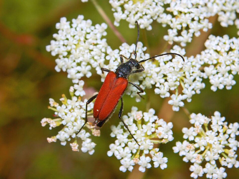 Photo of Blood-red longhorn beetle