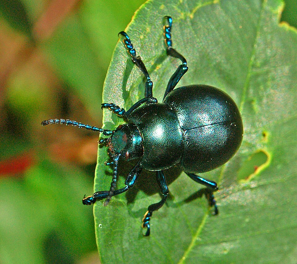 Photo of Bloody-nosed beetle