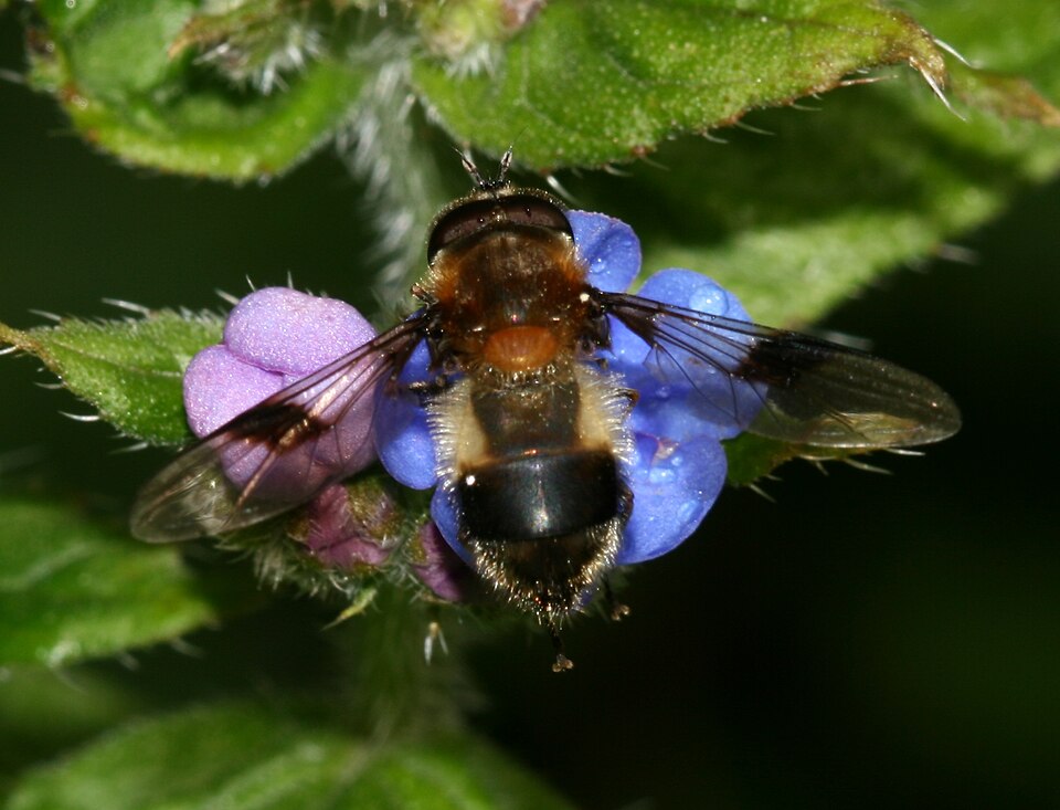Photo of Blotch-winged hoverfly