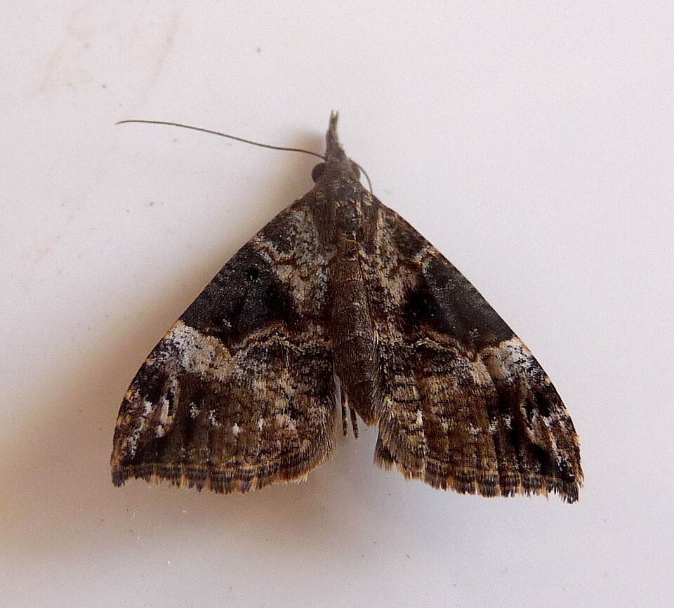 Photo of Bloxworth snout