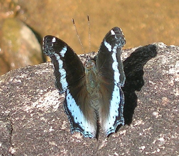 Photo of Blue admiral
