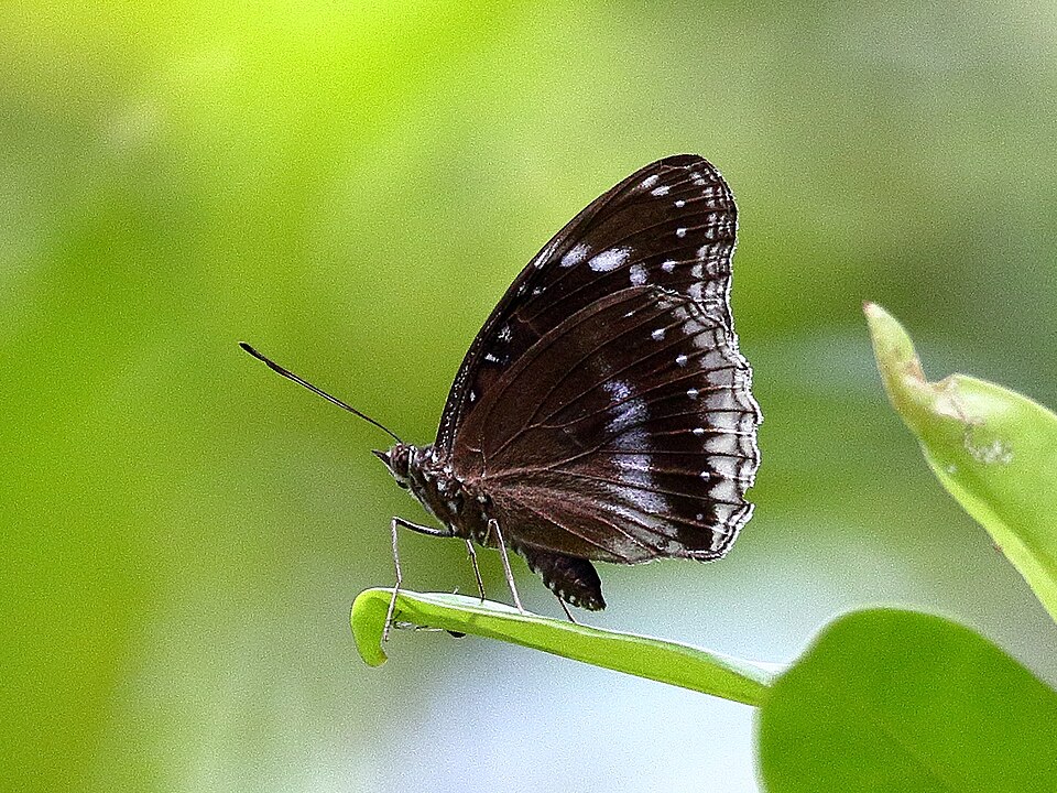 Photo of Blue-banded eggfly