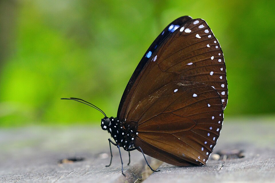 Photo of Blue-banded king crow butterfly