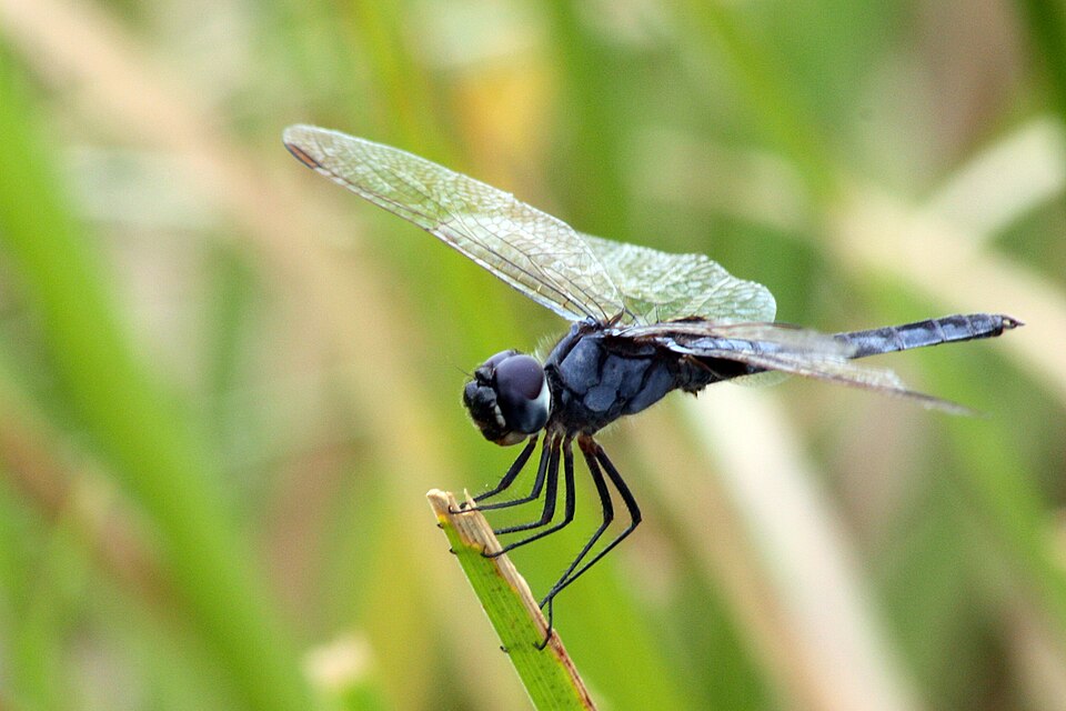 Photo of Blue basker