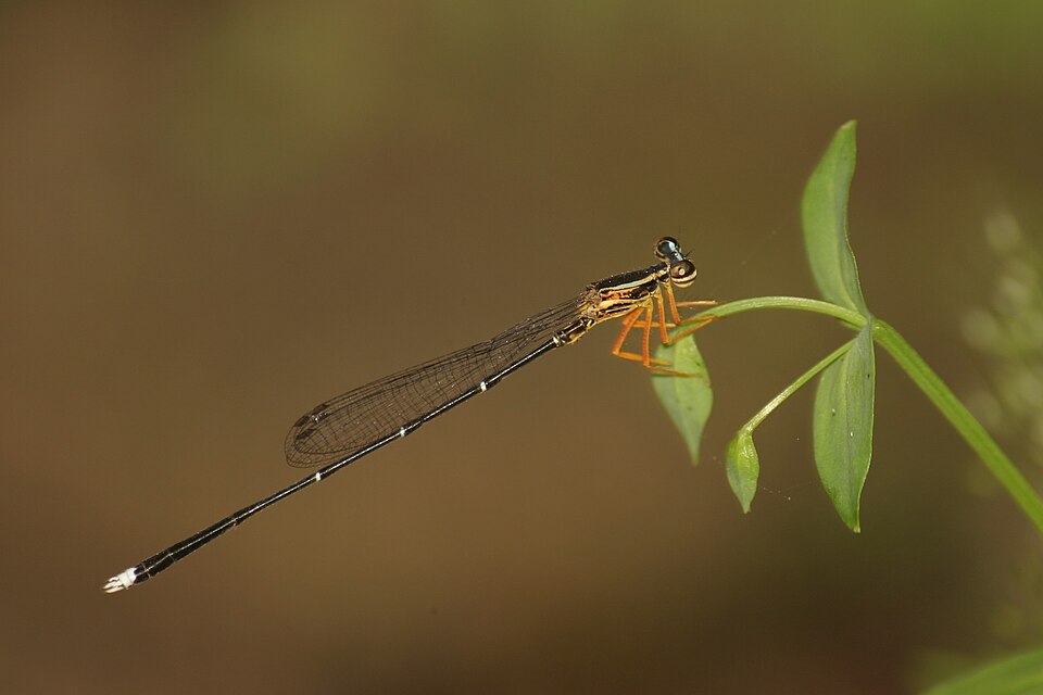 Photo of Blue bush dart