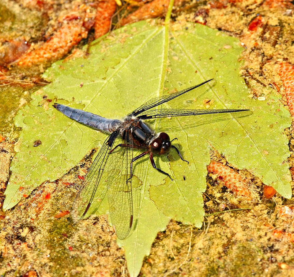 Photo of Blue corporal