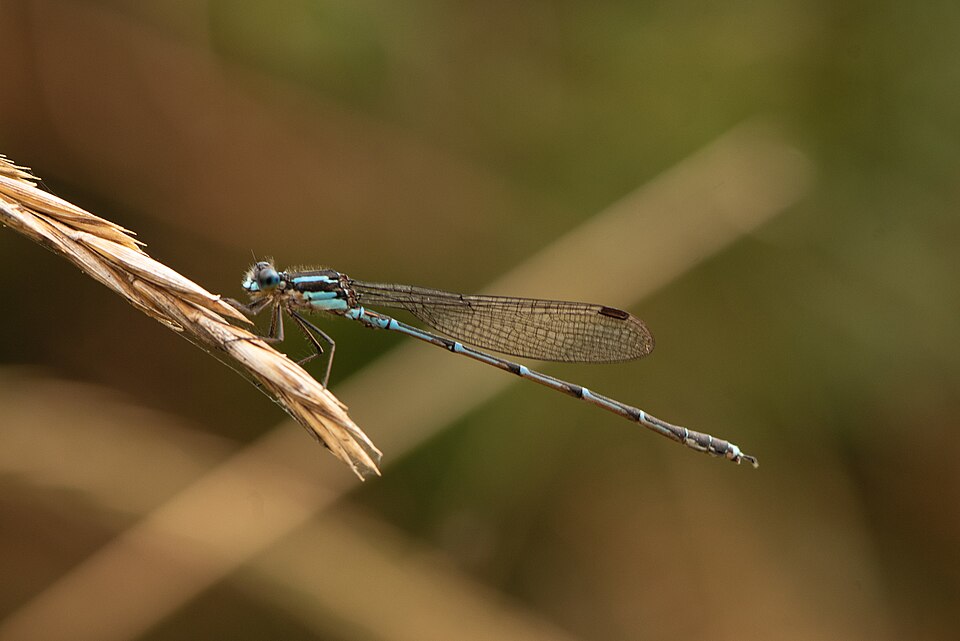 Photo of Blue damselfly
