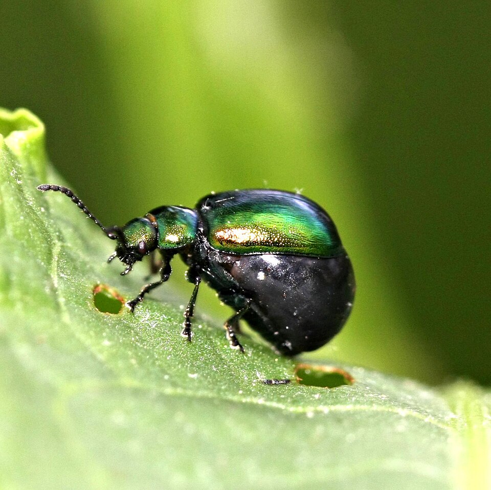 Photo of Blue dock beetle