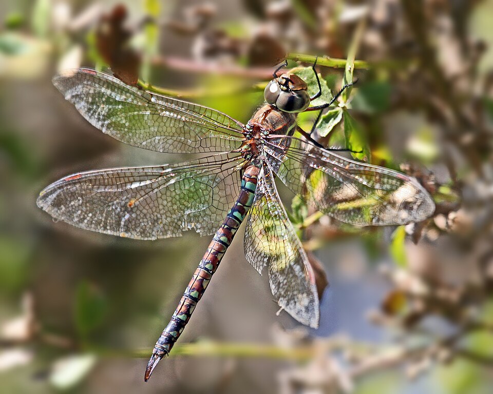 Photo of Blue-eyed darner