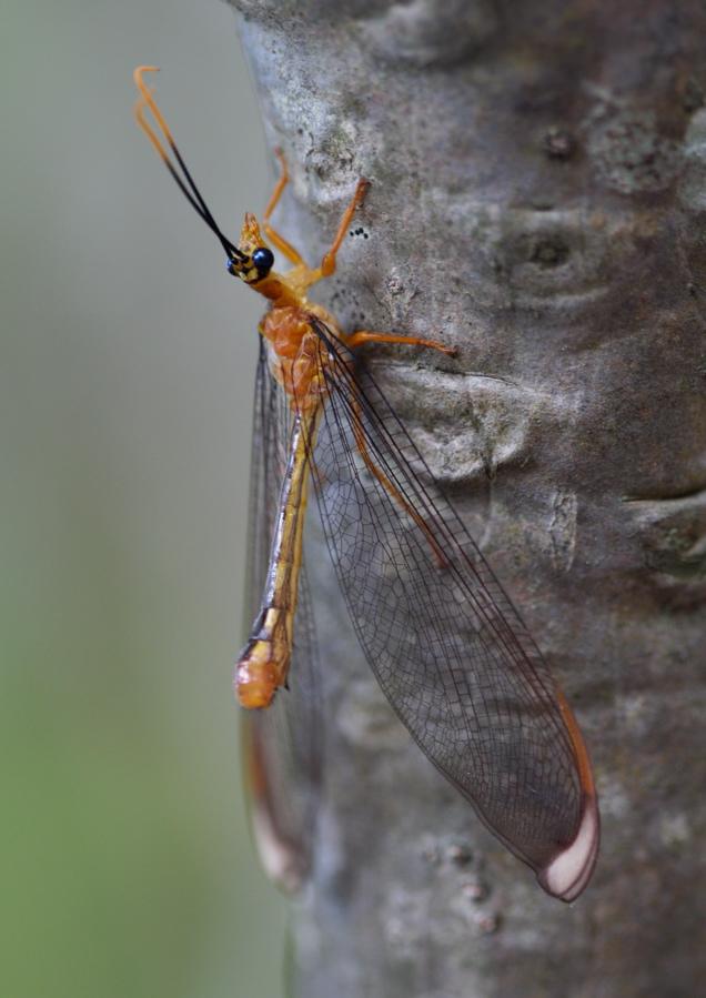 Photo of Blue eyes lacewing