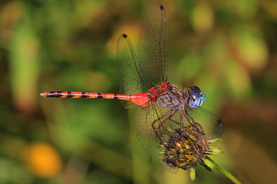 Photo of Blue-faced meadowhawk