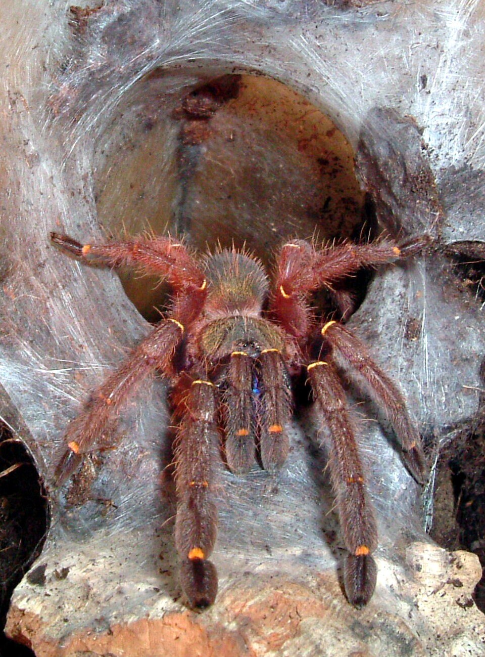 Photo of Blue-fang skeleton tarantula