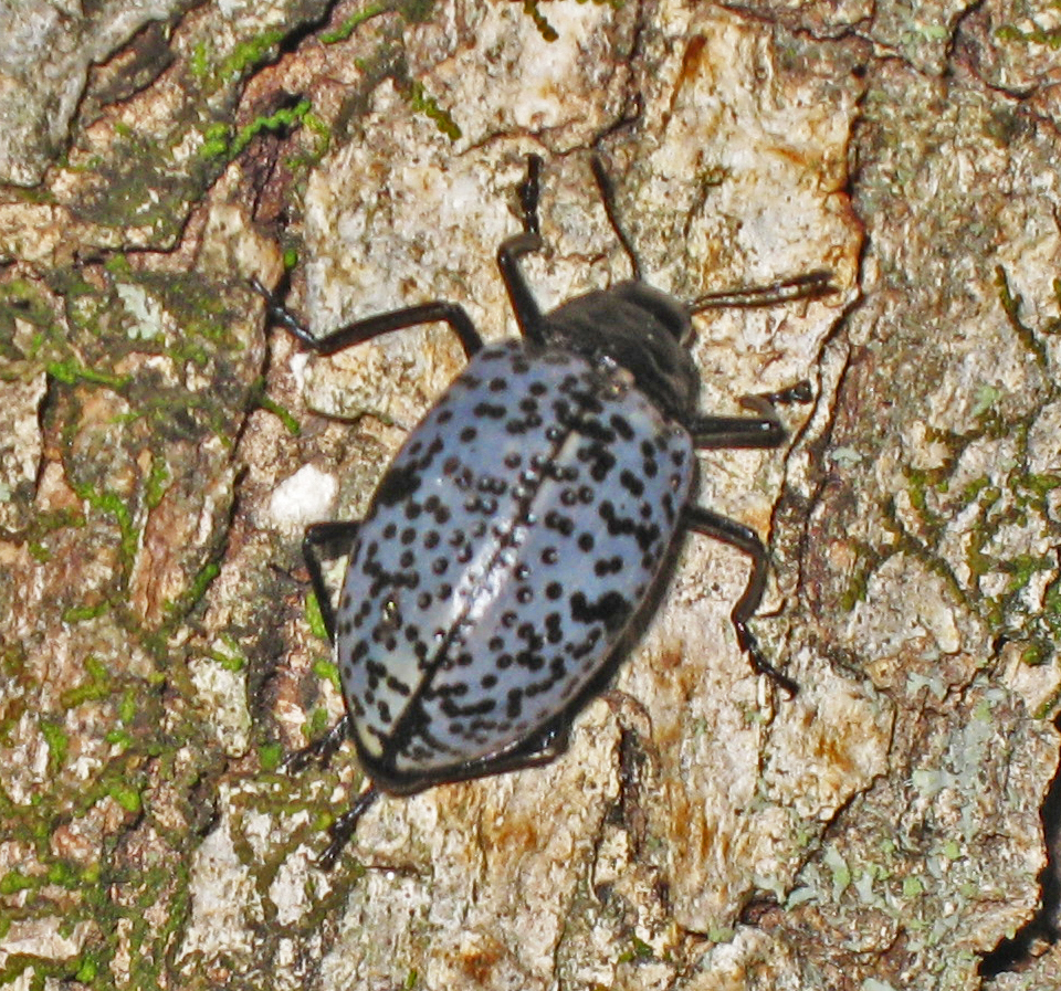 Photo of Blue fungus beetle