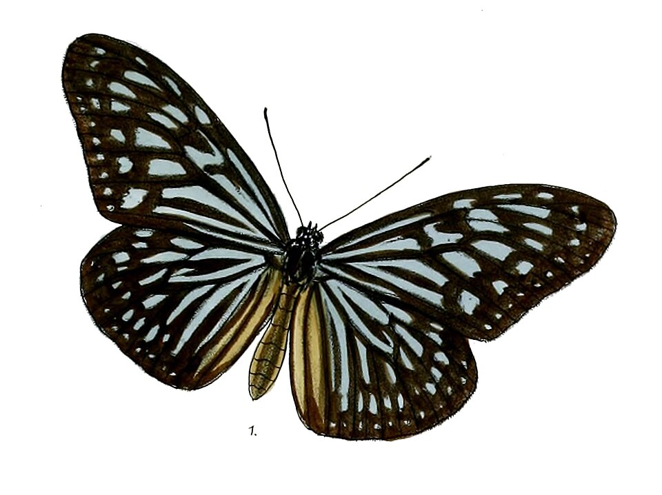Photo of Blue glassy tiger