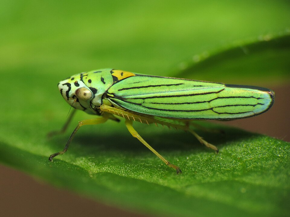 Photo of Blue-green sharpshooter