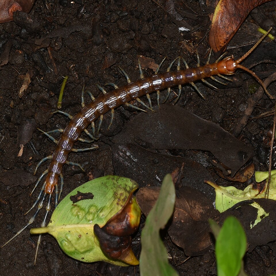 Photo of Blue keeled centipede