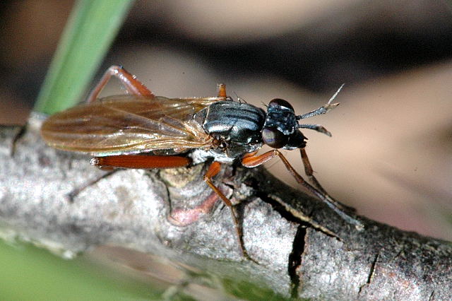 Photo of Blue long-horned snailkiller