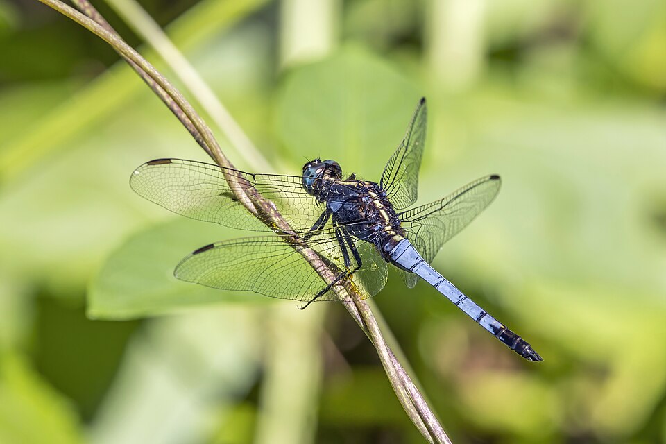 Photo of Blue marsh hawk