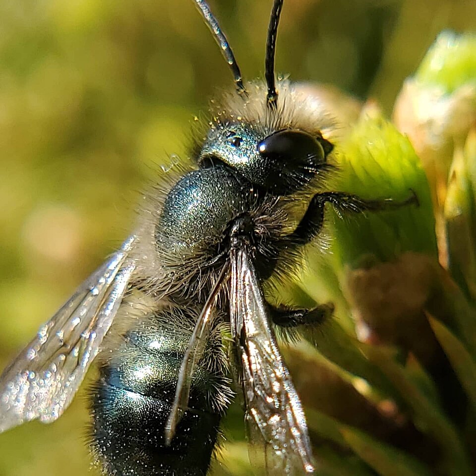 Photo of Blue orchard bee